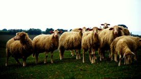 绵羊可爱呆萌图片