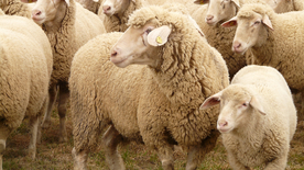 绵羊可爱呆萌图片