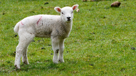 绵羊可爱呆萌图片