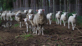 绵羊可爱呆萌图片