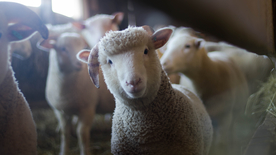 绵羊可爱呆萌图片