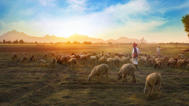 绵羊可爱呆萌图片