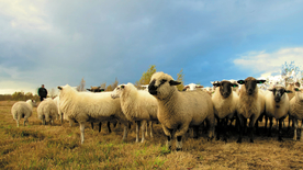 绵羊可爱呆萌图片