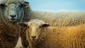 绵羊可爱呆萌图片