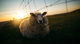 绵羊可爱呆萌图片