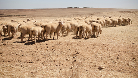 绵羊可爱呆萌图片