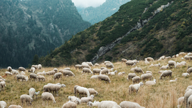 绵羊可爱呆萌图片