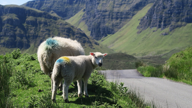 绵羊可爱呆萌图片