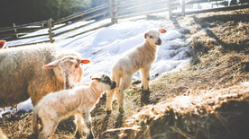 绵羊可爱呆萌图片