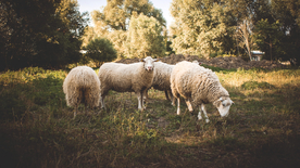 绵羊可爱呆萌图片