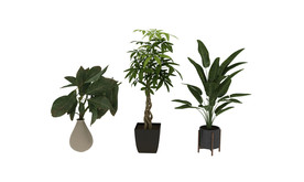 植物3d模型
