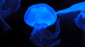 水母 海洋世界 海底世界 美丽