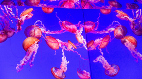 水母海蜇游荡图片