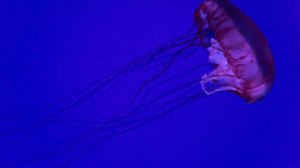 水母海蜇游荡图片