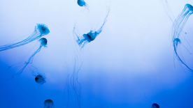 水母海蜇游荡图片