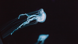 水母海蜇游荡图片