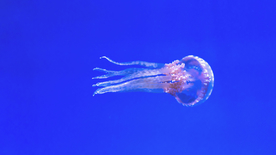 水母海蜇游荡图片