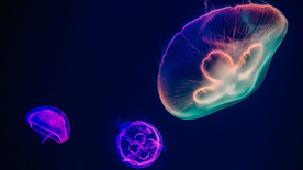 水母海蜇游荡图片