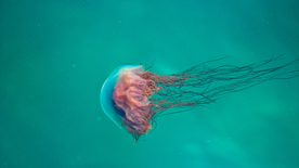 水母海蜇游荡图片