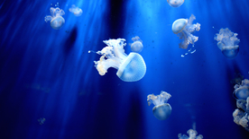 水母海蜇游荡图片
