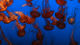 水母海蜇游荡图片