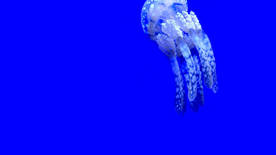 水母海蜇游荡图片