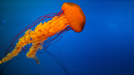 水母海蜇游荡图片