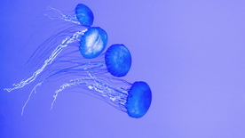 水母海蜇游荡图片