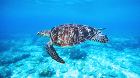 海龟乌龟游动图片