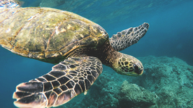 海龟乌龟游动图片