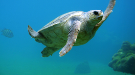 海龟乌龟游动图片