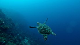 海龟乌龟游动图片