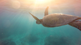 海龟乌龟游动图片