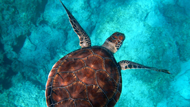 海龟乌龟游动图片