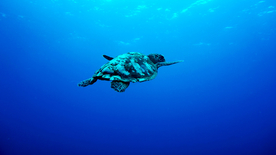 海龟乌龟游动图片