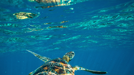 海龟乌龟游动图片