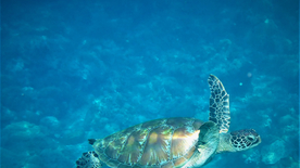 海龟乌龟游动图片