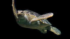 海龟乌龟游动图片