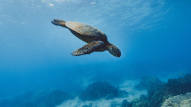 海龟乌龟游动图片