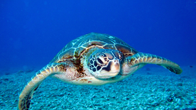 海龟乌龟游动图片