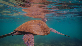 海龟乌龟游动图片