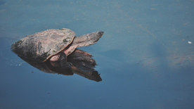 海龟乌龟游动图片