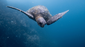 海龟乌龟游动图片