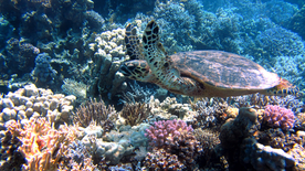 海龟乌龟游动图片