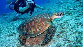 海龟乌龟游动图片