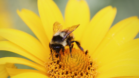 蜜蜂花间采蜜图片