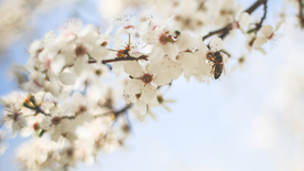 蜜蜂花间采蜜图片