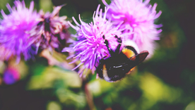 蜜蜂花间采蜜图片