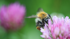蜜蜂花间采蜜图片