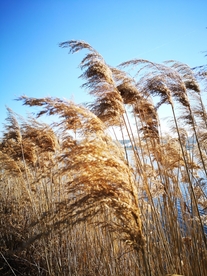 芦苇草丛飞絮图片